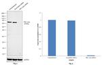 PKC zeta Antibody in Western Blot (WB)