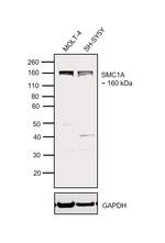 SMC1 Antibody in Western Blot (WB)