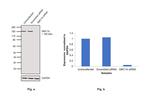 SMC1 Antibody in Western Blot (WB)