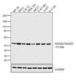 SMAD2/SMAD3 Antibody in Western Blot (WB)