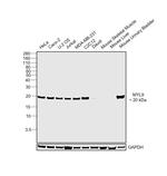 MYL9 Antibody in Western Blot (WB)