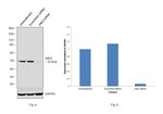 JNK2 Antibody in Western Blot (WB)