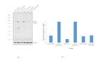 Phospho-STAT1 (Ser727) Antibody in Western Blot (WB)