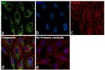 AIF Antibody in Immunocytochemistry (ICC/IF)