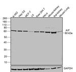 AIF Antibody in Western Blot (WB)