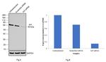 AIF Antibody in Western Blot (WB)