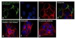 Phospho-EGFR (Tyr1148) Antibody