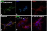 MAP2 Antibody in Immunocytochemistry (ICC/IF)