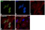 RAN Antibody in Immunocytochemistry (ICC/IF)