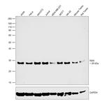 RAN Antibody in Western Blot (WB)