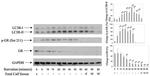 Phospho-Glucocorticoid Receptor (Ser211) Antibody in Western Blot (WB)