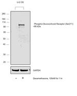 Phospho-Glucocorticoid Receptor (Ser211) Antibody in Western Blot (WB)