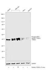 Phospho-MAP2K4 (Ser257, Thr261) Antibody