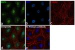 MST2 Antibody in Immunocytochemistry (ICC/IF)