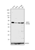 MST2 Antibody in Western Blot (WB)