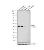 GNAQ Antibody in Western Blot (WB)