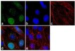 Histone H3 Antibody in Immunocytochemistry (ICC/IF)