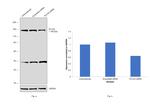 PLCG2 Antibody in Western Blot (WB)