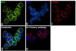 BCR Antibody in Immunocytochemistry (ICC/IF)