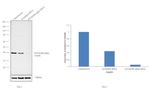 p38 MAPK alpha Antibody