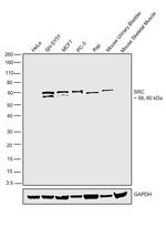 SRC Antibody in Western Blot (WB)