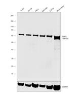 SHP2 Antibody in Western Blot (WB)