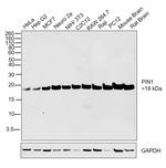 PIN1 Antibody in Western Blot (WB)