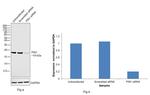 PIN1 Antibody in Western Blot (WB)