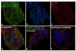 Phospho-Acetyl-CoA Carboxylase (Ser79) Antibody in Immunocytochemistry (ICC/IF)