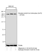 Phospho-Acetyl-CoA Carboxylase (Ser79) Antibody in Western Blot (WB)