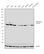 MAPKAPK2 Antibody in Western Blot (WB)