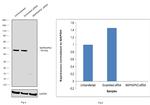 MAPKAPK2 Antibody in Western Blot (WB)