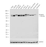 Nicastrin Antibody in Western Blot (WB)