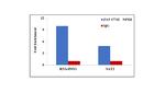 NPM1 Antibody in ChIP Assay (ChIP)