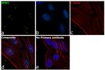 NPM1 Antibody in Immunocytochemistry (ICC/IF)