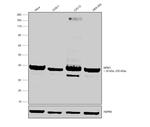 NPM1 Antibody in Western Blot (WB)