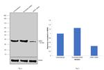 NPM1 Antibody in Western Blot (WB)