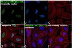 Phospho-CHK1 (Ser317) Antibody in Immunocytochemistry (ICC/IF)