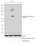 Phospho-CHK1 (Ser317) Antibody in Western Blot (WB)