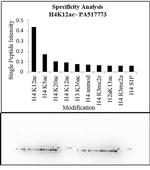 H4K12ac Antibody