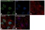 H4K12ac Antibody in Immunocytochemistry (ICC/IF)