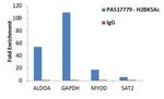 H2BK5ac Antibody in ChIP Assay (ChIP)