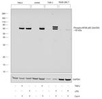 Phospho-NFkB p65 (Ser536) Antibody in Western Blot (WB)