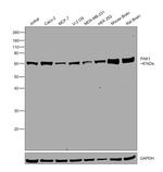 PAK1 Antibody in Western Blot (WB)