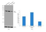 PAK1 Antibody in Western Blot (WB)