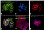 Phospho-Tyrosine Hydroxylase (Ser40) Antibody in Immunocytochemistry (ICC/IF)