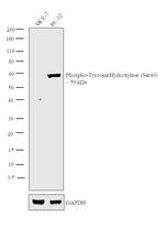 Phospho-Tyrosine Hydroxylase (Ser40) Antibody in Western Blot (WB)