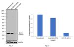 Bcl-xL Antibody