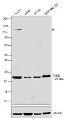 FADD Antibody in Western Blot (WB)