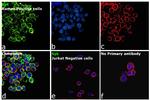 Syk Antibody